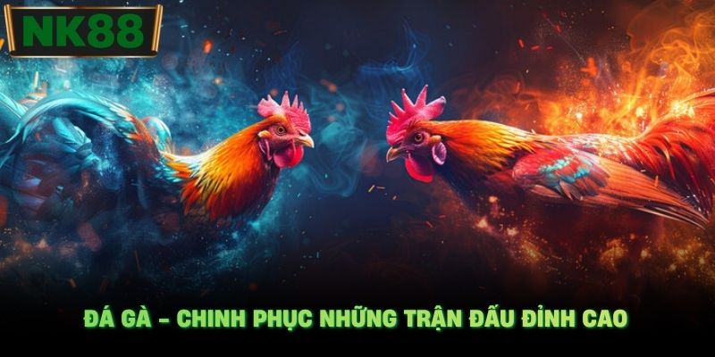 Đá gà - Chinh phục những trận đấu đỉnh cao