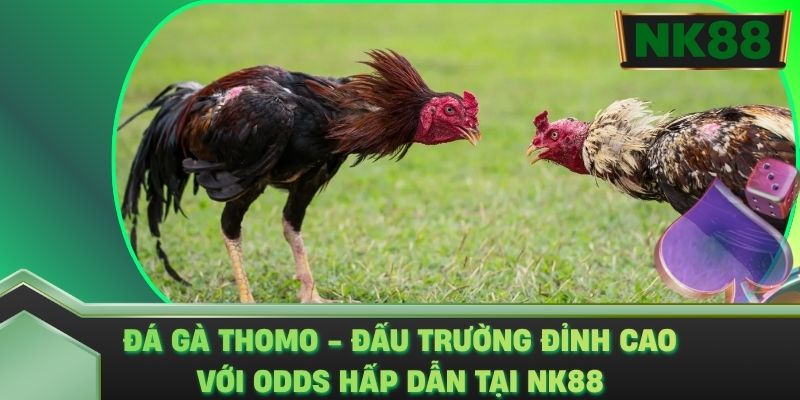 Đá Gà Thomo - Đấu Trường Đỉnh Cao Với Odds Hấp Dẫn Tại NK88