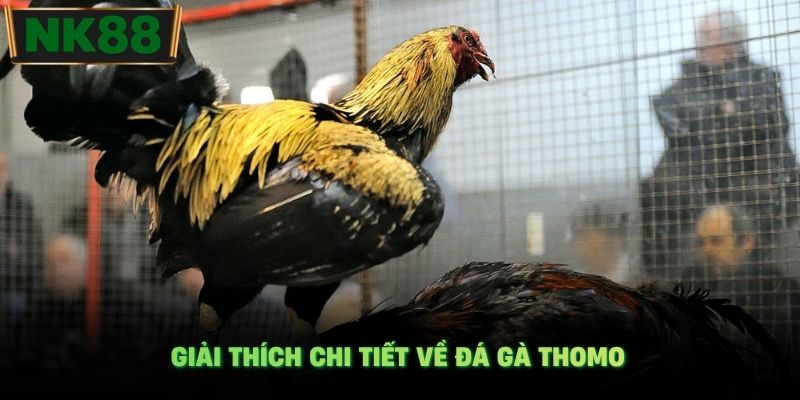 Giải thích chi tiết về đá gà Thomo