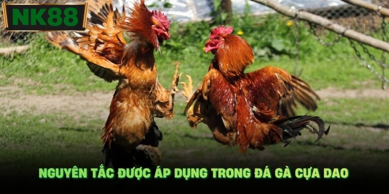 Nguyên tắc được áp dụng trong đá gà cựa dao