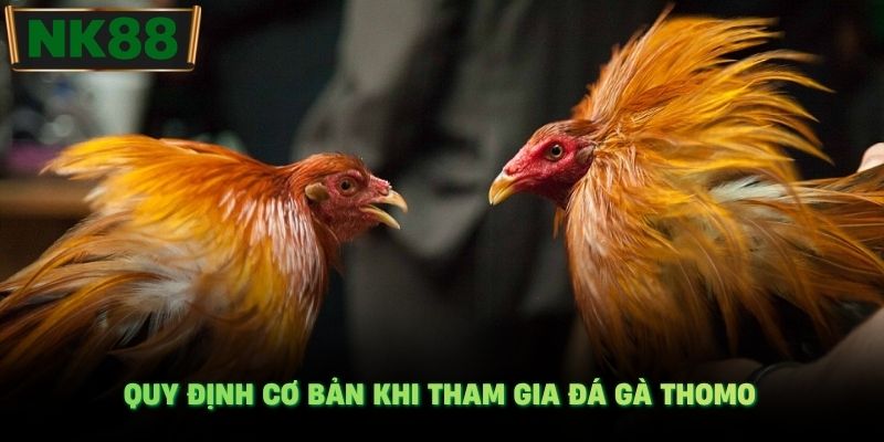Quy định cơ bản khi tham gia đá gà Thomo