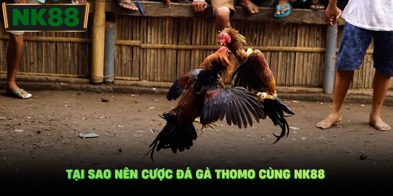 Tại sao nên cược đá gà Thomo cùng NK88